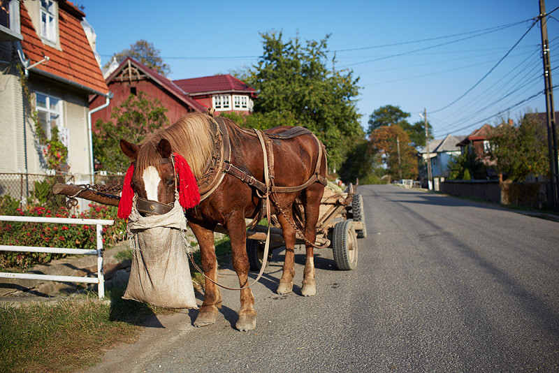 Tajemnicza Bukowina