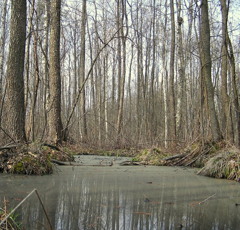 Pomysł na aktywny weekend - Narwiański Park Narodowy