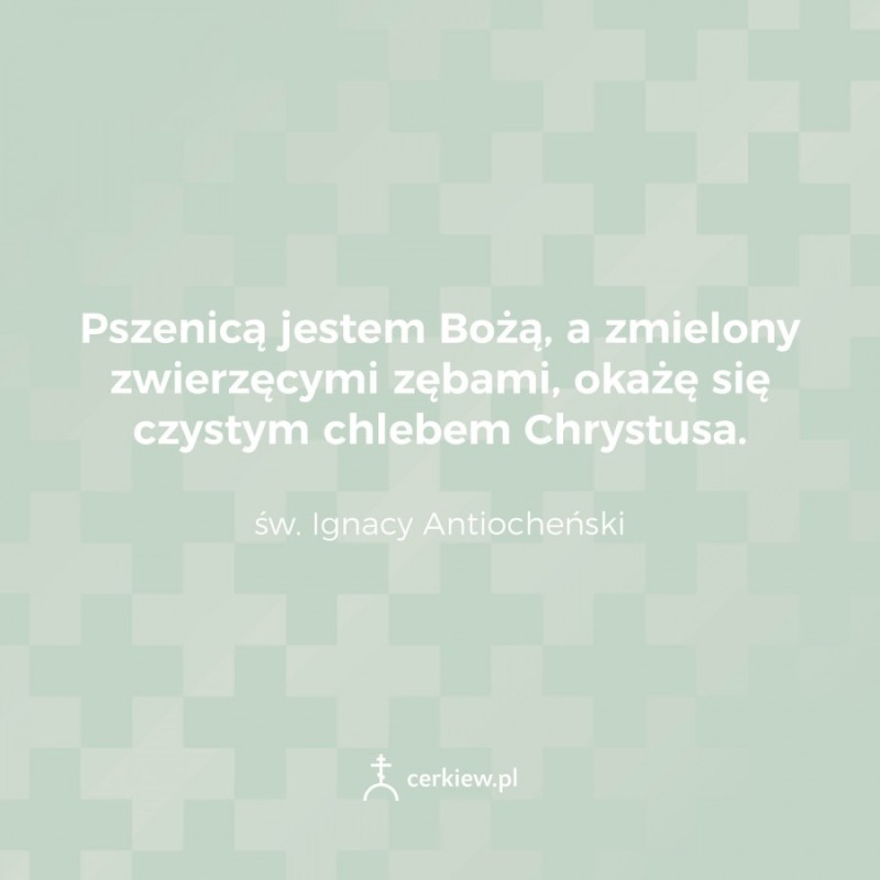 2 minuty z Ojcami: pszenica Boża